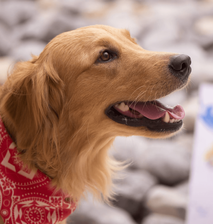 How a Global Pet Food Manufacturer is using Ferry